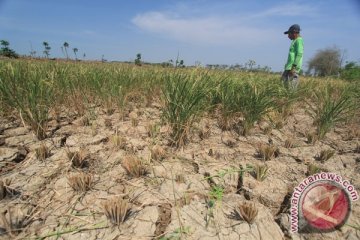 6.350 hektare sawah di Indramayu terancam puso