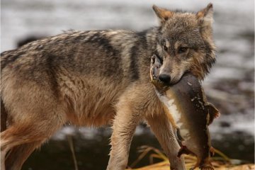 Norwegia kurangi kuota perburuan serigala