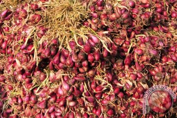 Petani Temanggung tolak bawang merah impor