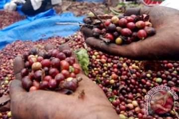 AEKI perkirakan produksi kopi turun 2016