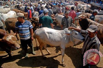 Harga sapi di Bantul naik Rp1,5 juta/ekor