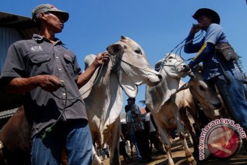 Sapi petani Gunung Kidul diburu pedagang