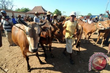 Kabupaten Pasaman Barat perlu 1.300 hewan kurban