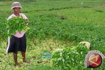 Nilai tukar petani Papua Barat naik 0,08%