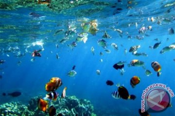 Pelestarian terumbu karang Buleleng raih penghargaan dari PBB