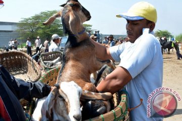 Sapi Lampung ramaikan pasar hewan kurban Palembang