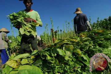 Petani tembakau girang, harga  tembus Rp40.000/kg