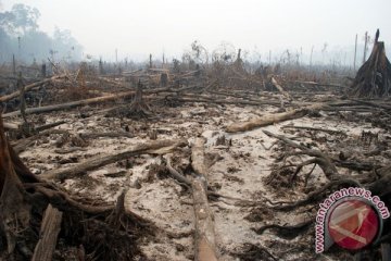 Tebang hutan sama saja memusnahkan manusia