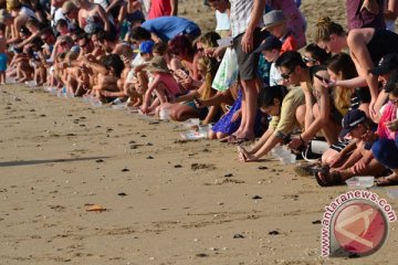 Wisatawan  lepas tukik di Pantai Kuta