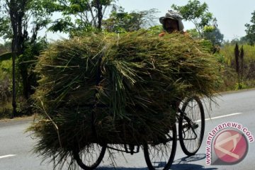 Batan: Jerami fermentasi jadi solusi pakan ternak di saat kekeringan