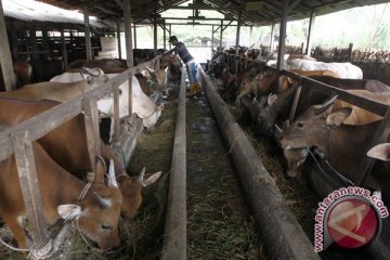 Indonesia diproyeksikan miliki sapi wagyu pada 2019