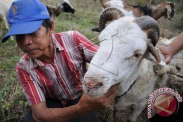 Domba Bertanduk Lima