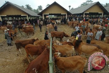 Kulon Progo targetkan 16.800 ekor sapi bunting pada 2017