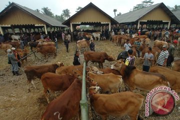 Balai Inseminasi Buatan Lembang siapkan 5 juta semen beku