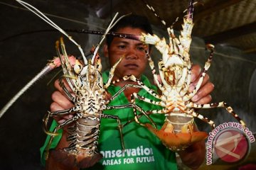 DKP Lebak larang nelayan tangkap anak lobster