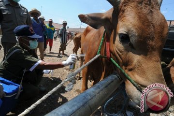 Bukittinggi siapkan 870 sapi kurban