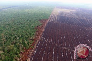 Riau tetapkan 46 tersangka pembakar lahan