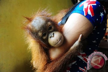 Mahasiswa Australia minati riset penyelamatan orangutan Indonesia