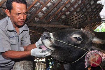 Sejumlah hewan kurban ditemukan tidak sehat