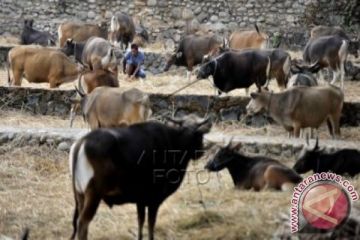 SAPI QURBAN