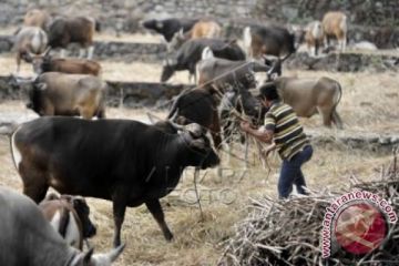 SAPI QURBAN