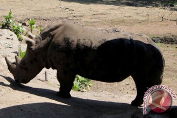 Perburuan badak di Afrika Selatan turun