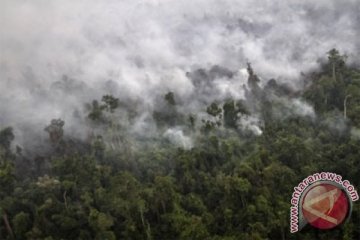 Kebakaran rambah perkebunan cengkih petani Kota Tomohon