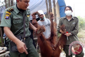 Bencana Asap - Belum ada rencana evakuasi orangutan