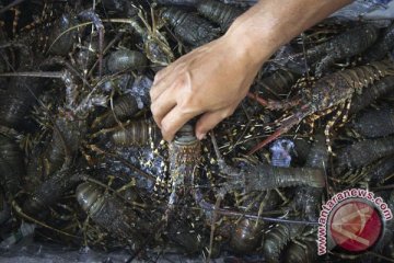 3.550 bibit lobster sitaan dilepas di perairan Selat Gili Air