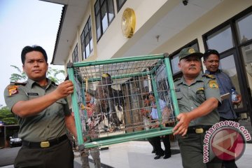 PPSC Sukabumi lepasliarkan elang sitaan