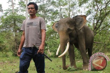 Gajah Bengkulu berpotensi kawin sekerabat