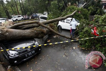 Pohon tumbang akibat puting beliung timpa mobil DPRD
