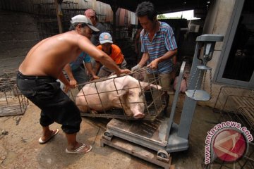 Jumlah babi kalahkan sapi di NTT