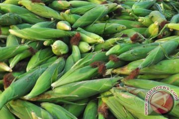 Sultra bertekad jadi sentra produksi jagung