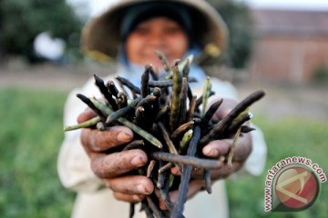 Makan kacang bisa kurangi risiko obesitas