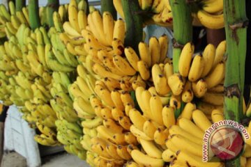 Ilmuan temukan cara perpanjang umur pisang