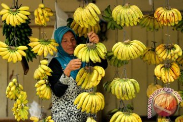 Permintaan pisang di Lebak selama Ramadhan melonjak
