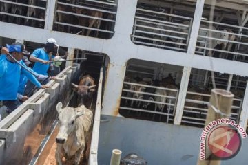 Kementan usulkan bea masuk impor sapi indukan dibebaskan