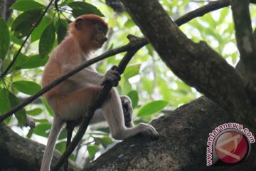 Kemarau panjang picu satwa keluar hutan