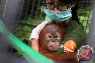 Enam bayi orangutan terkena ISPA