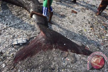 Hiu tutul terdampar di Pantai Tan Sridano