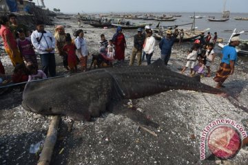 11 bangkai hiu ditemukan di Raja Ampat