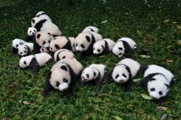 Meriahnya ultah pertama bayi panda di Kebun Binatang Wakayama