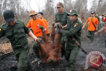 Seekor orangutan dievakuasi akibat kebakaran lahan