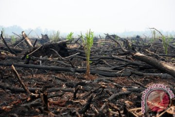 Teknik bakar gambut kurangi kesuburan lahan