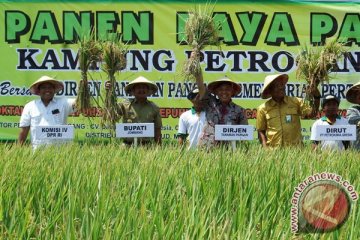 Kementan imbau petani gunakan padi varietas amfibi