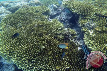 Pemerintah hitung kerugian perusakan karang Raja Ampat