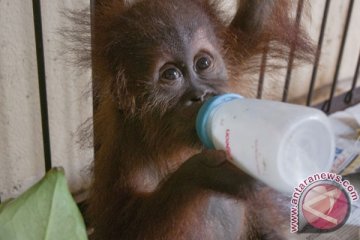 Bayi orangutan yang tertembak di Kalteng selamat