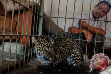 Taman Satwa Cikembulan berbenah selama Ramadhan