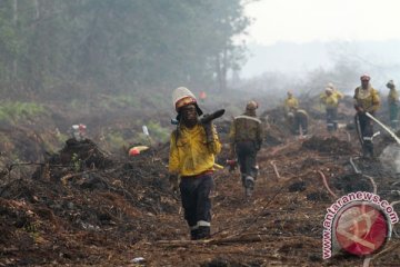Ahli gambut: Kebakaran hutan akibat salah kebijakan